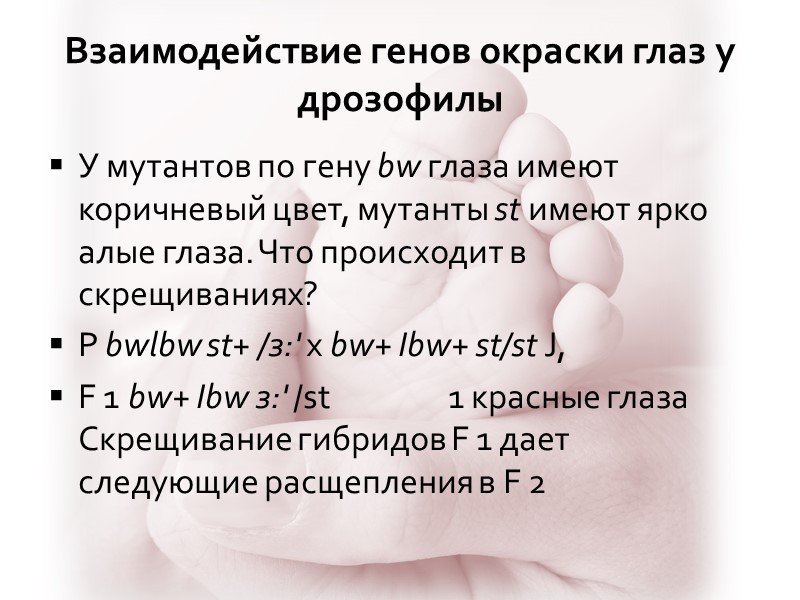 Взаимодействие генов окраски глаз у дрозофилы У мутантов по гену bw глаза имеют коричневый